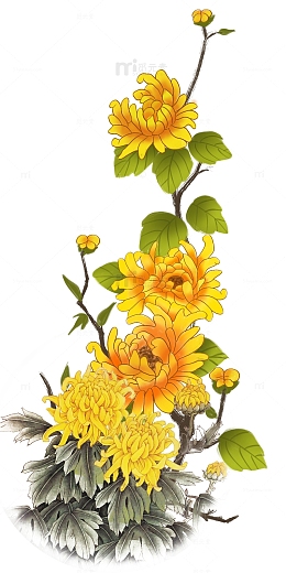 手绘装饰重阳菊花元素