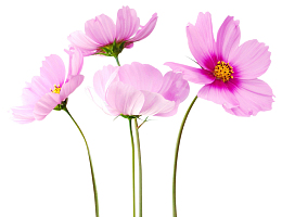 紫色波斯菊免抠素材
