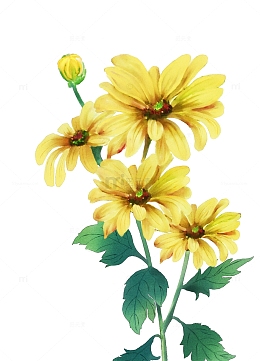 手绘卡通九月初九重阳节菊花