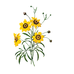 甘菊花彩绘