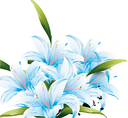百合花矢量手绘百合花