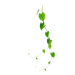 绿色植物树叶藤蔓元素