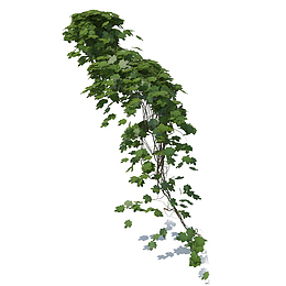 多根绿色藤蔓垂吊植物
