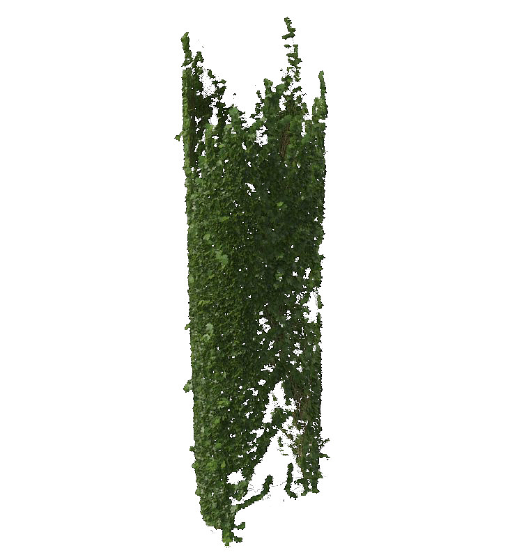 墙上绿色藤蔓垂吊植物