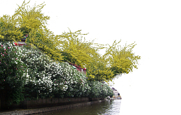 藤本植物