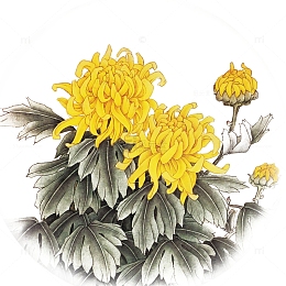 中国风水墨画重阳节海报设计菊花