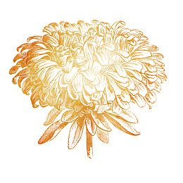 手绘菊花设计素材