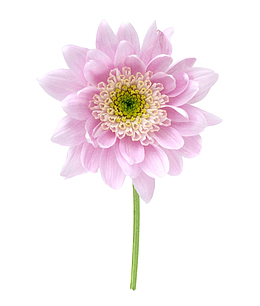 粉色菊花