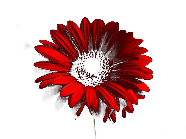 红色菊花花瓣