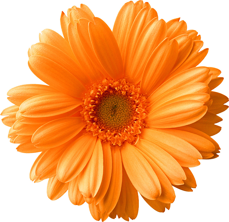 橙色简约菊花装饰图案