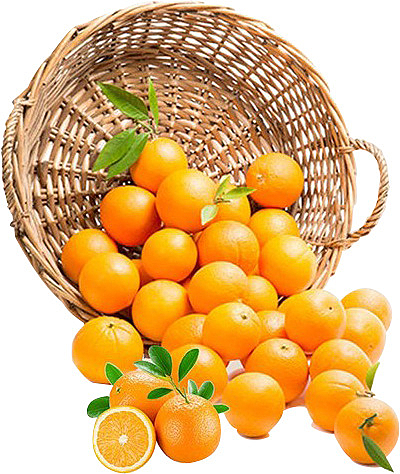 手绘一筐新鲜橙子