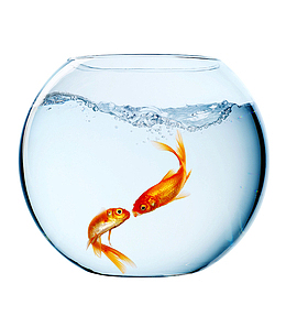 在鱼缸里自由自在的亲吻鱼