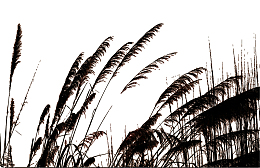 黑色芦苇荡剪影