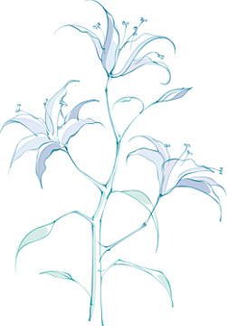 百合花图案漂亮百合花