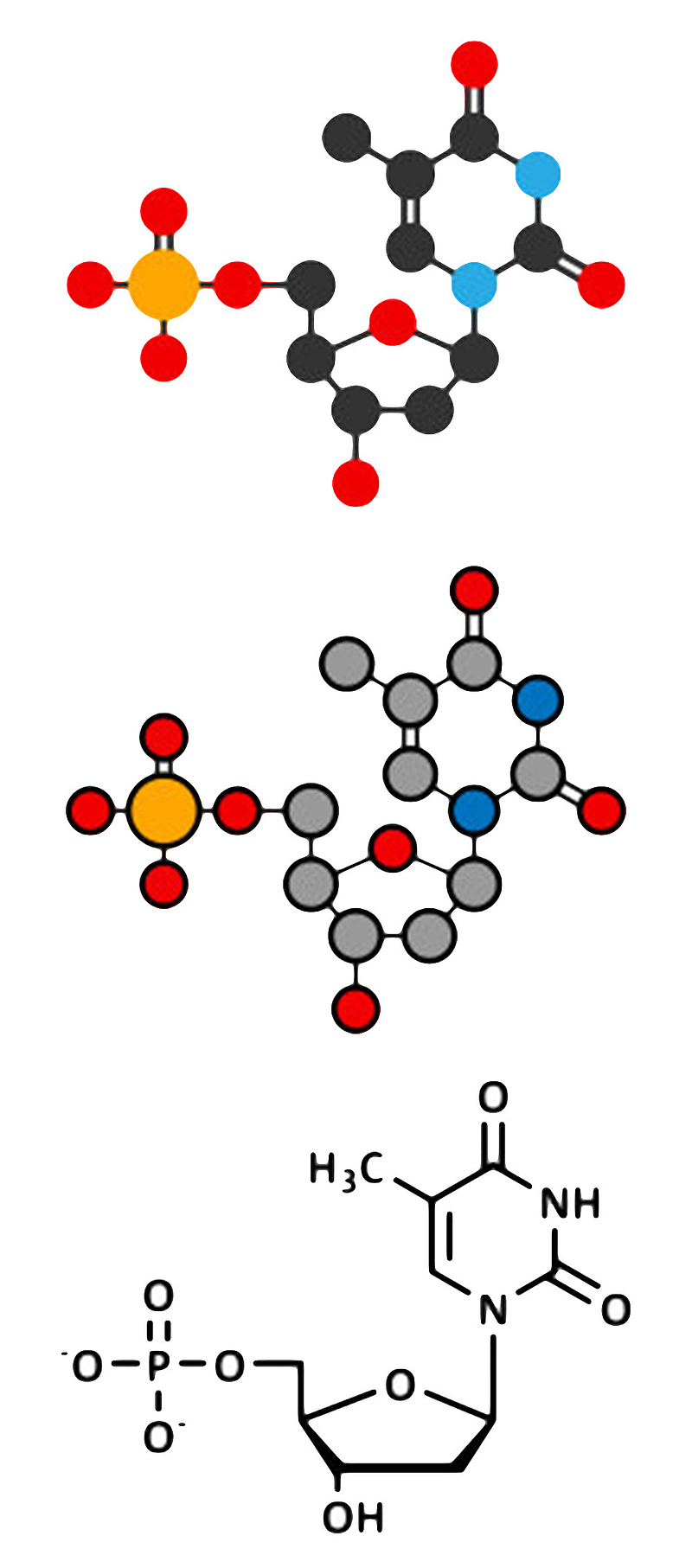 黑红色纯色胸苷单磷酸分子形状素