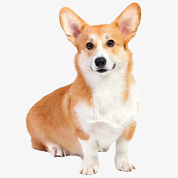 柯基狗狗(700x700)png实物可爱的小花猫(436x654)png可爱小狗装饰图案