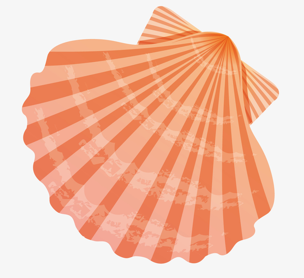 橘黄色渐变的贝壳