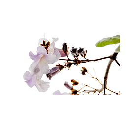紫色梧桐花