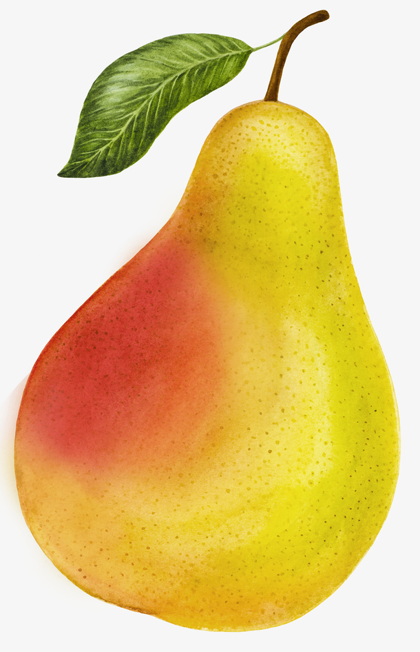 卡通手绘黄色的梨