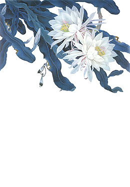 卡通手绘美丽的昙花