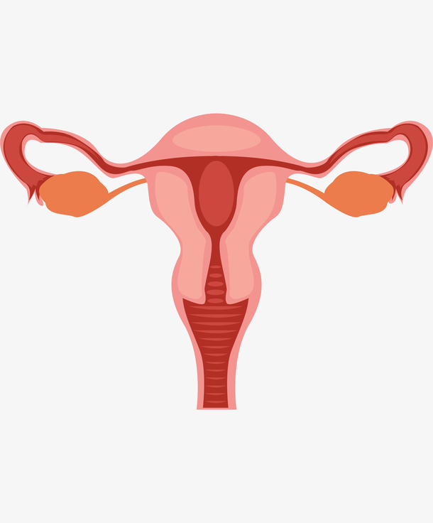 卵巢正面展示效果图