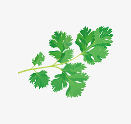 卡通手绘绿色的香菜