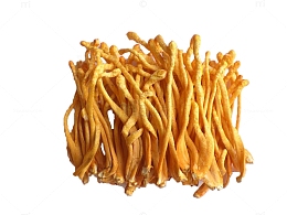 卡通黄色的蛹虫草