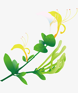 卡通手绘美丽的金银花