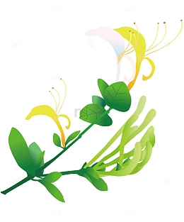 卡通手绘美丽的金银花