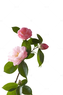 卡通粉色的山茶花