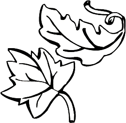 手绘的简笔画树叶