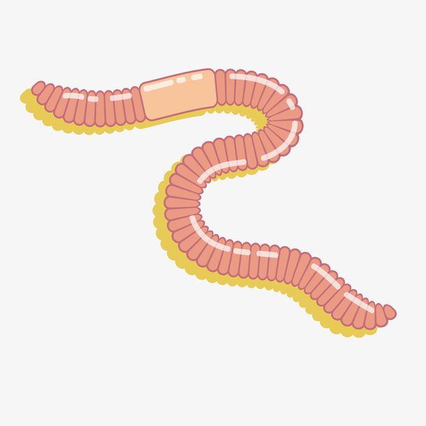 卡通蚯蚓矢量素材