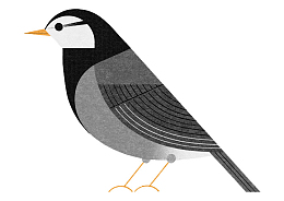 黑色手绘的小燕子