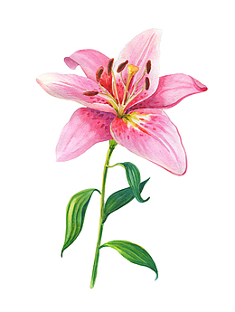 卡通手绘粉色的百合花