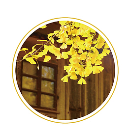 二十四节气秋天银杏
