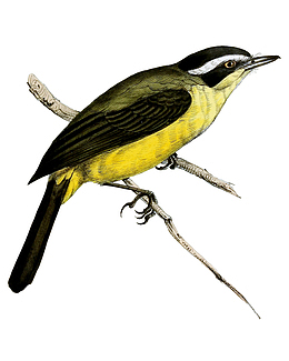 卡通手绘站在树枝上的小鸟