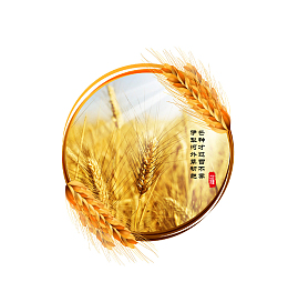 金黄色清新唯美芒种图标