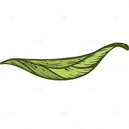 一片茶叶矢量插画