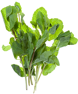 一扎薄荷