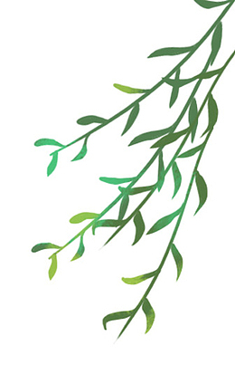 手绘插图清新春日迎风吹动的柳枝