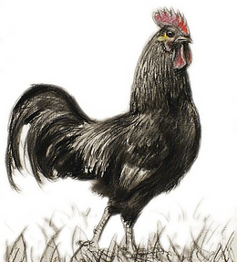 手绘黑鸡子