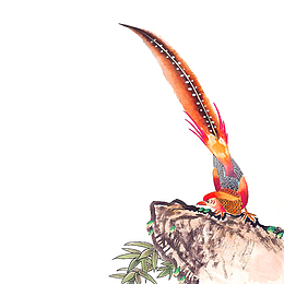 野鸡