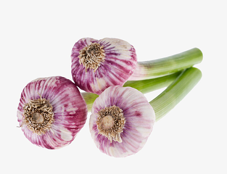 大蒜素素材_大蒜素图片元素-觅元素
