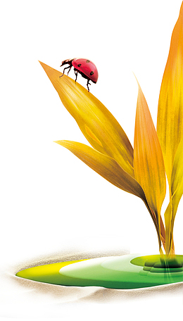 秋色小草