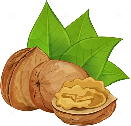 野生核桃矢量插画