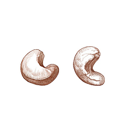 手绘两颗健康美味的腰果插画免抠