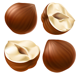 矢量手绘榛子