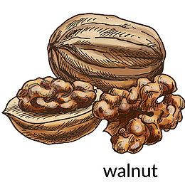 矢量核桃免抠PNG