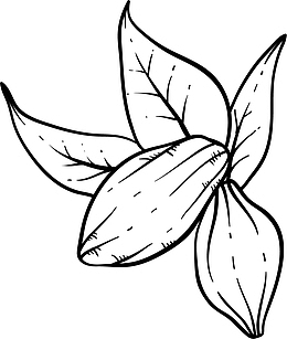 碧根果的果仁