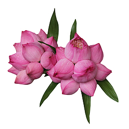 红色纯洁的两串带水珠的水芙蓉实